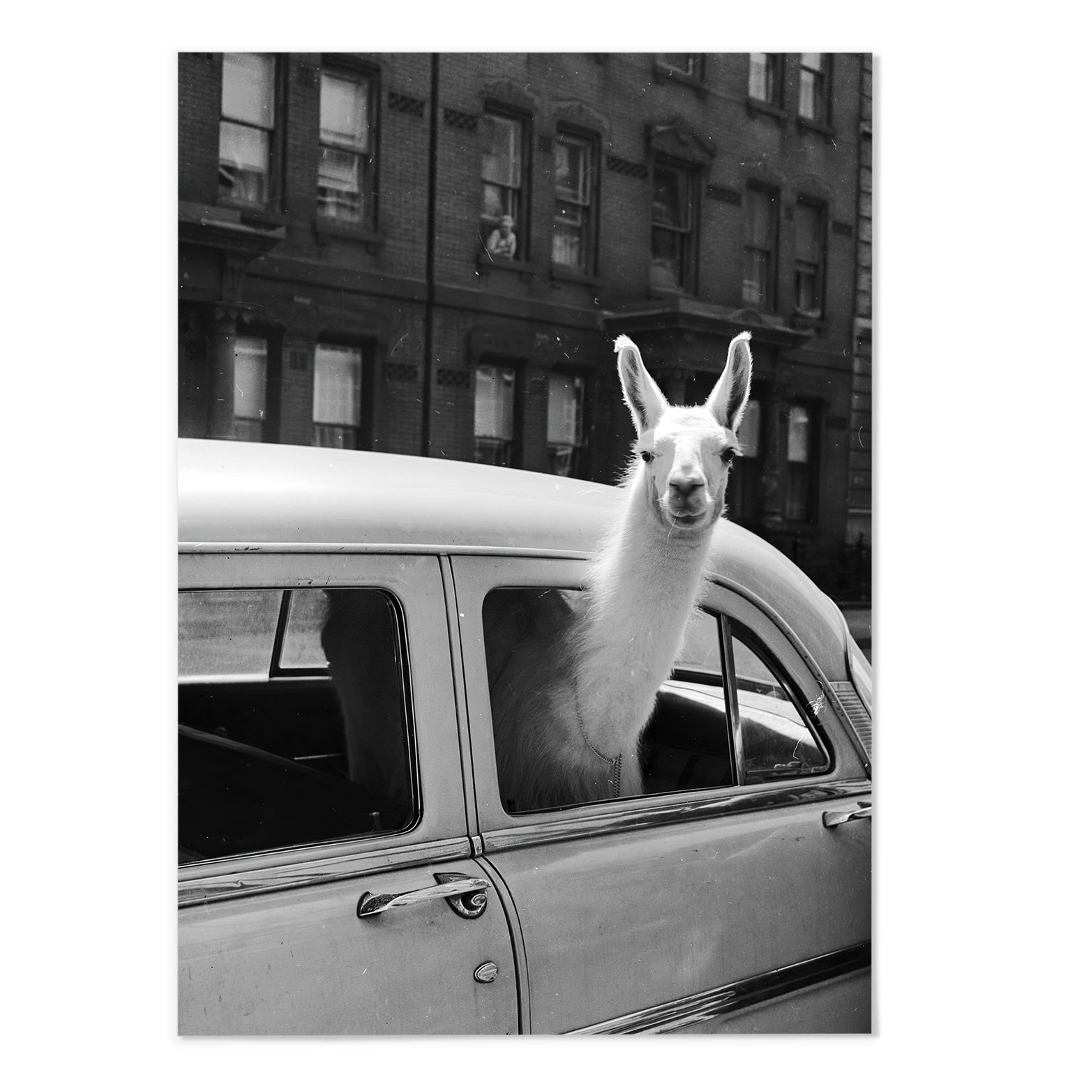 Llama In Taxi II Vintage Photography Print