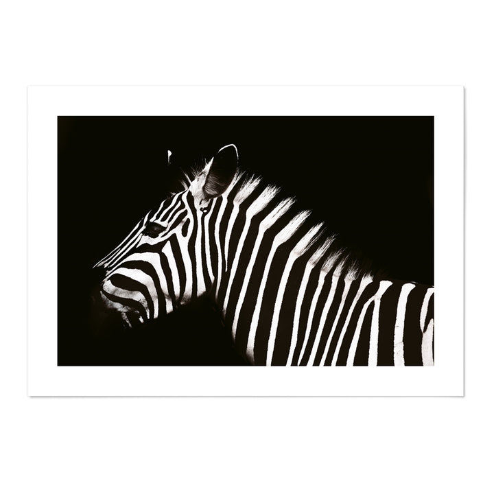Zebra II Photography Print
