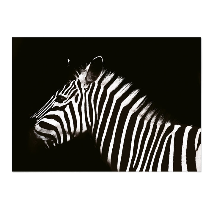 Zebra II Photography Print