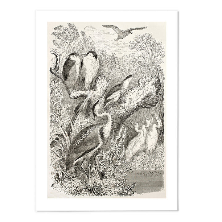 Vintage Birds Art Print