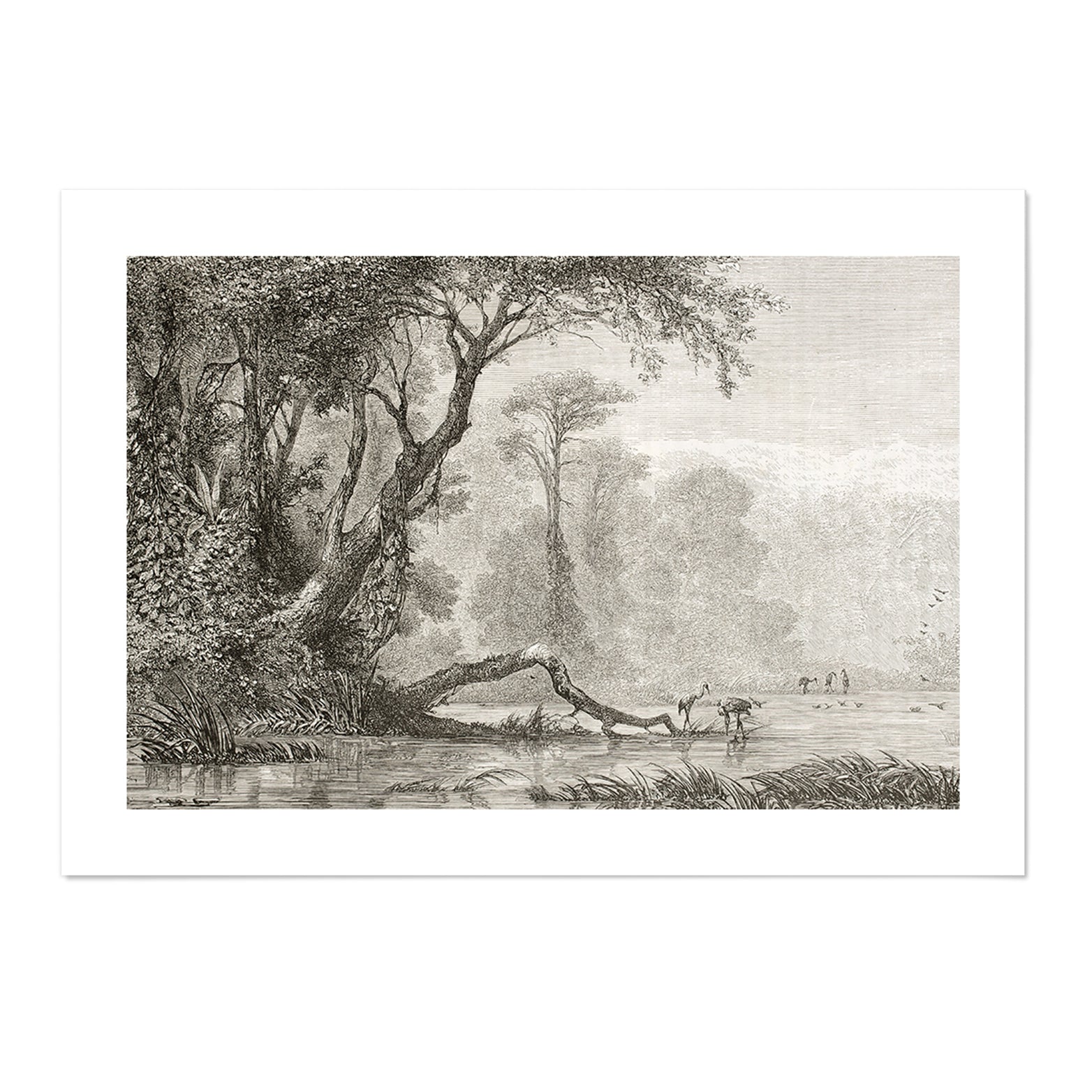 Vintage Jungle V Art Print